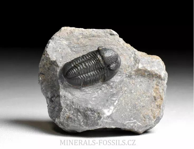 trilobit Gerastos granulosus