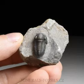 trilobit Gerastos granulosus