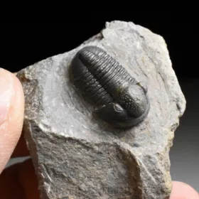trilobit Gerastos granulosus