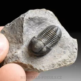 trilobit Gerastos granulosus