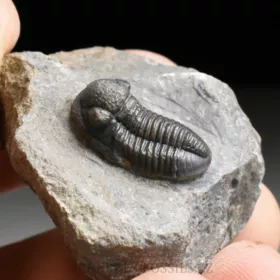 trilobit Gerastos granulosus