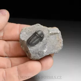 trilobit Gerastos granulosus
