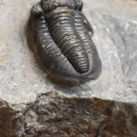 trilobit Gerastos granulosus