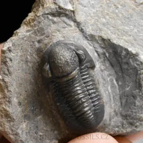 trilobit Gerastos granulosus
