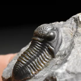 trilobit Gerastos granulosus