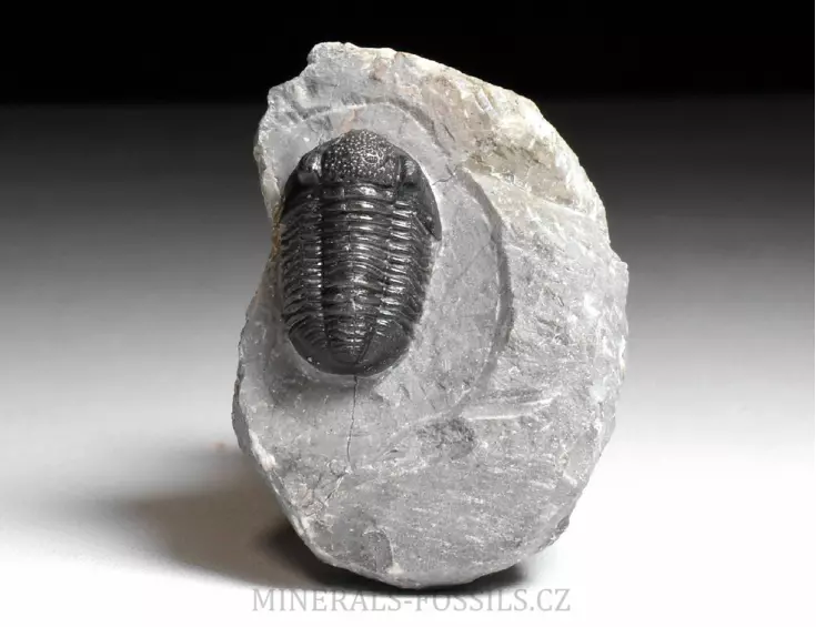 trilobit Gerastos granulosus