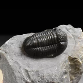 trilobit Gerastos granulosus