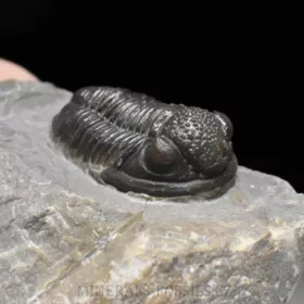 trilobit Gerastos granulosus
