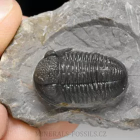 trilobit Gerastos granulosus