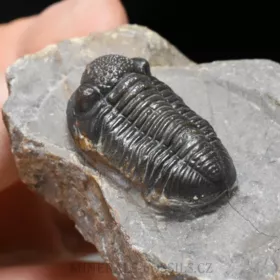 trilobit Gerastos granulosus