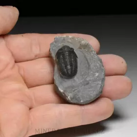 trilobit Gerastos granulosus