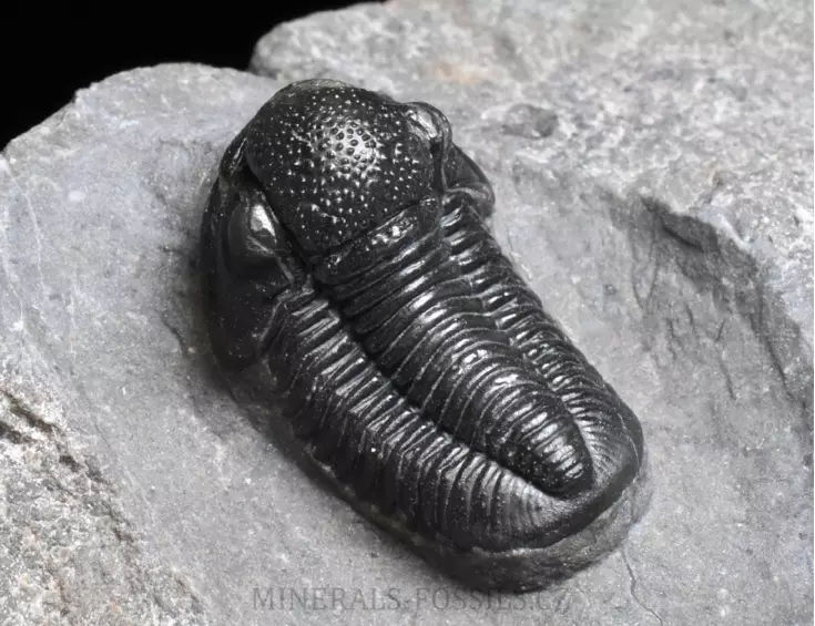 trilobit Gerastos granulosus