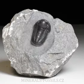 trilobit Gerastos granulosus