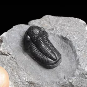 trilobit Gerastos granulosus