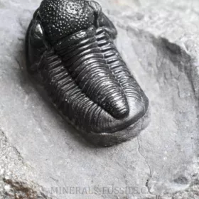 trilobit Gerastos granulosus