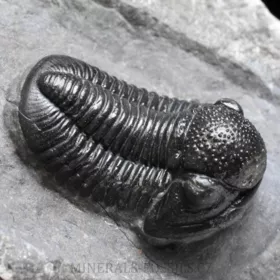 trilobit Gerastos granulosus