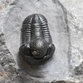 trilobit Gerastos granulosus