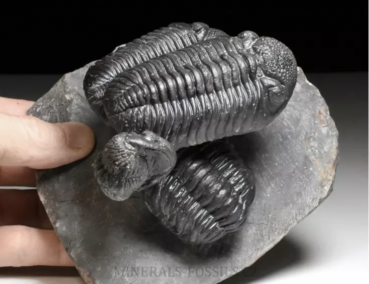 trilobit Phacops speculator