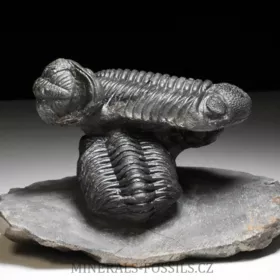 trilobit Phacops speculator