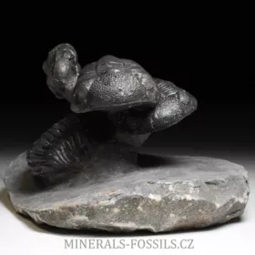 trilobit Phacops speculator