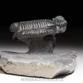 trilobit Phacops speculator