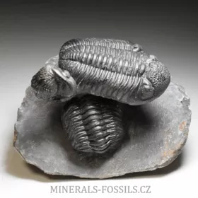 trilobit Phacops speculator
