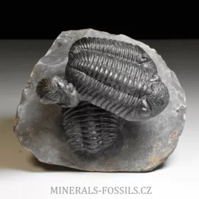 trilobit Phacops speculator