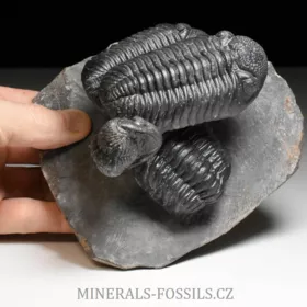 trilobit Phacops speculator