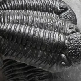 trilobit Phacops speculator