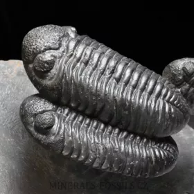 trilobit Phacops speculator