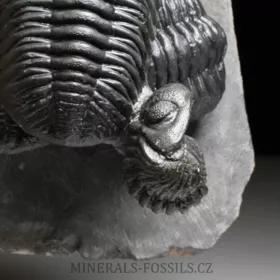 trilobit Phacops speculator