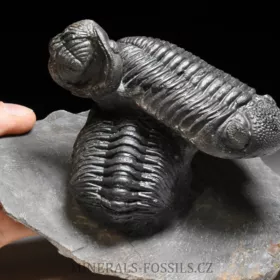 trilobit Phacops speculator