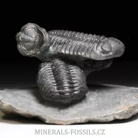 trilobit Phacops speculator