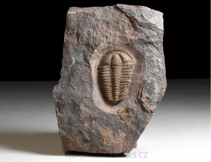 trilobit Conocoryphe cirina