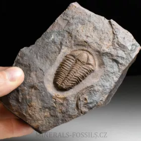 trilobit Conocoryphe cirina