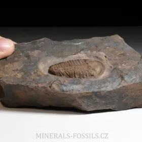 trilobit Conocoryphe cirina