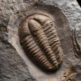 trilobit Conocoryphe cirina