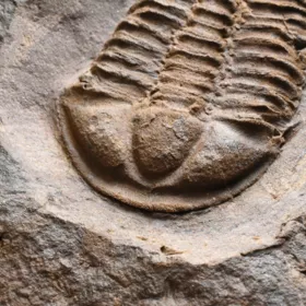 trilobit Conocoryphe cirina