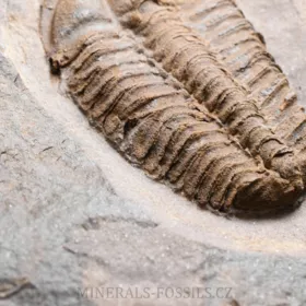 trilobit Conocoryphe cirina