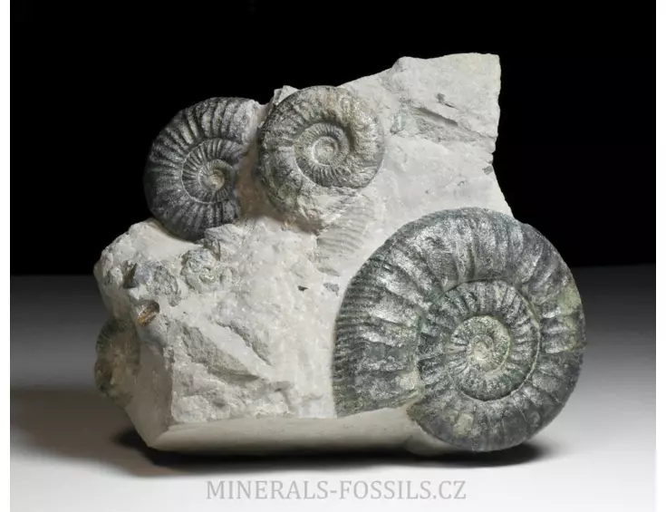 amonit Ortosphinctes tiziani