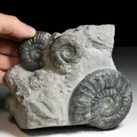 amonit Ortosphinctes tiziani