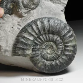 amonit Ortosphinctes tiziani