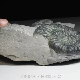amonit Ortosphinctes tiziani
