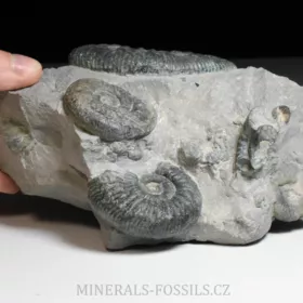 amonit Ortosphinctes tiziani
