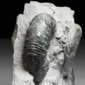 amonit Ortosphinctes tiziani