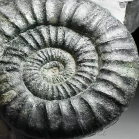amonit Ortosphinctes tiziani