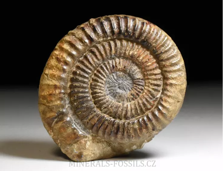 amonit Arietites bucklandi