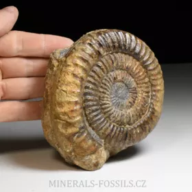 amonit Arietites bucklandi