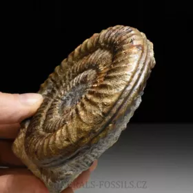 amonit Arietites bucklandi