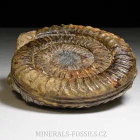 amonit Arietites bucklandi